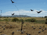 Pigeon rotary animation