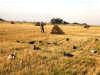 Decoy in harvested lands