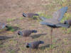 Fixed wing decoy with shells