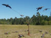 Flying pigeon rotary