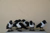 Pied Crow Shells