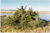 Hide with Spurwing decoys deployed