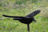 Black crow shell